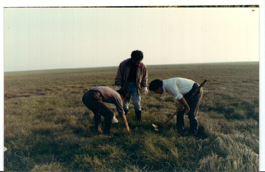 武正军等在洞庭湖捕鼠