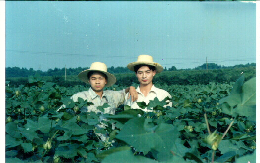 研究生胡忠军等作棉田调查