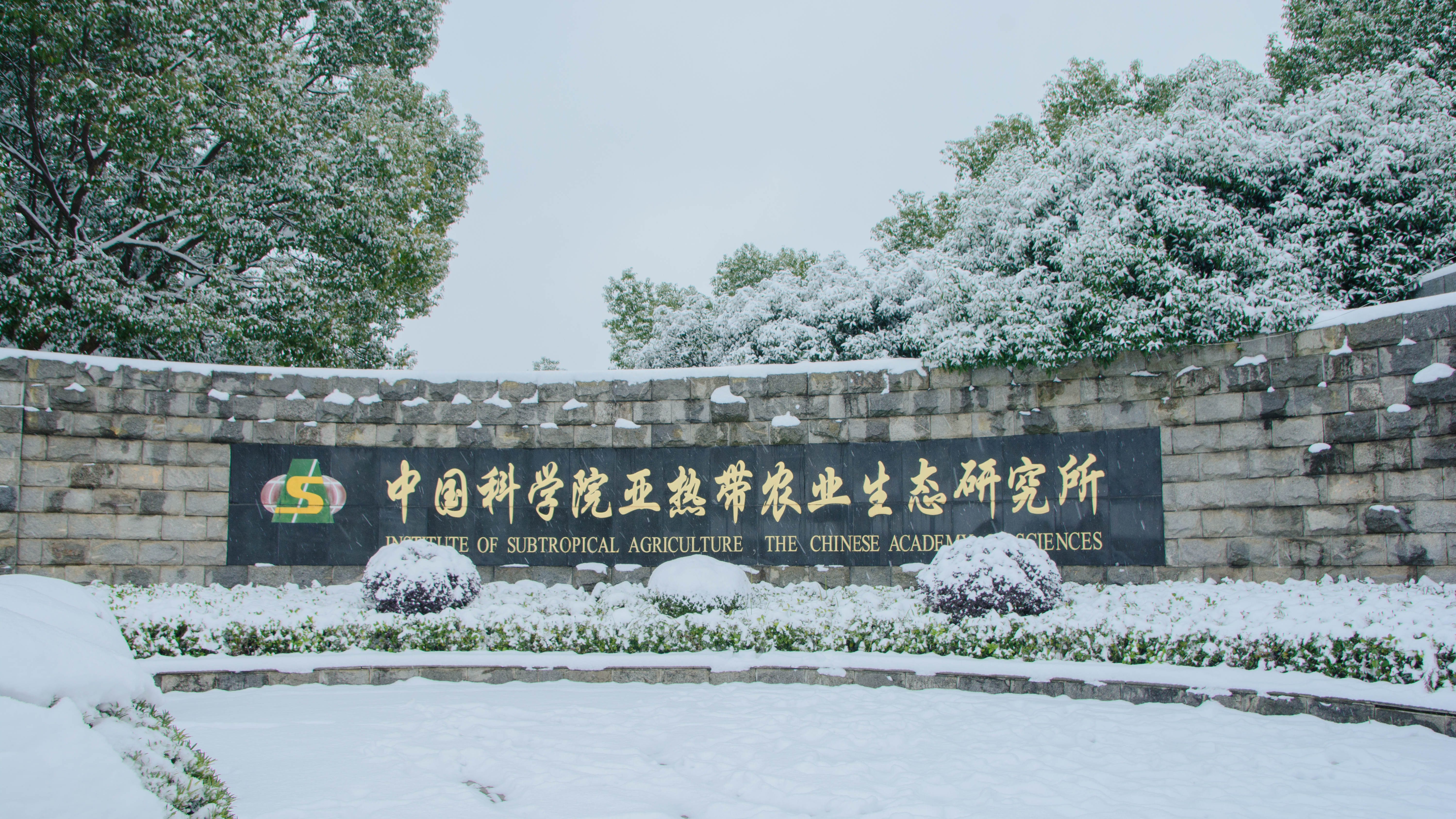 研究所雪景 (2)（陈文勋摄）